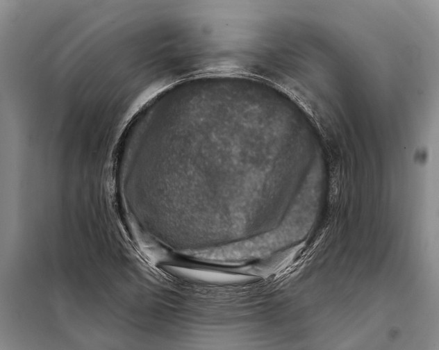 X0000098201458200805151217