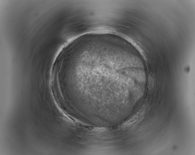 X0000098201477200805151217