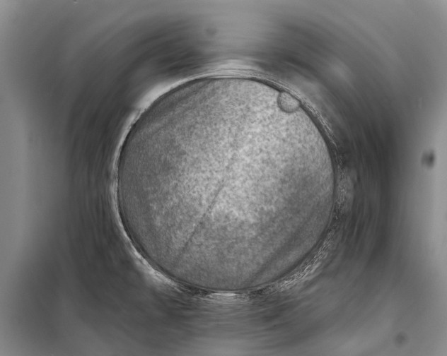 X0000098201478200805151217