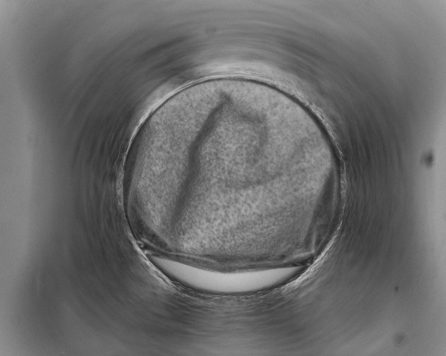X0000098201529200805151216