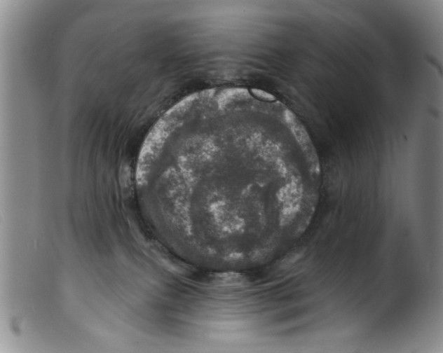 X0000098200087200805221552