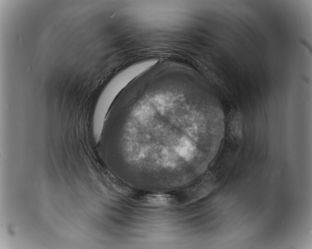 X0000098200316200805221548