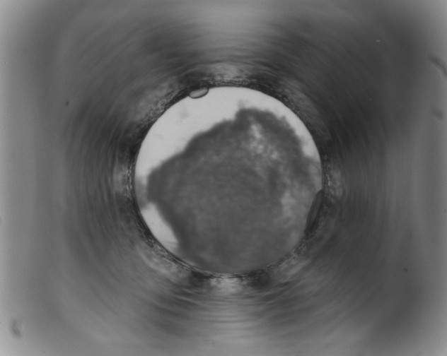 X0000098200419200805221546