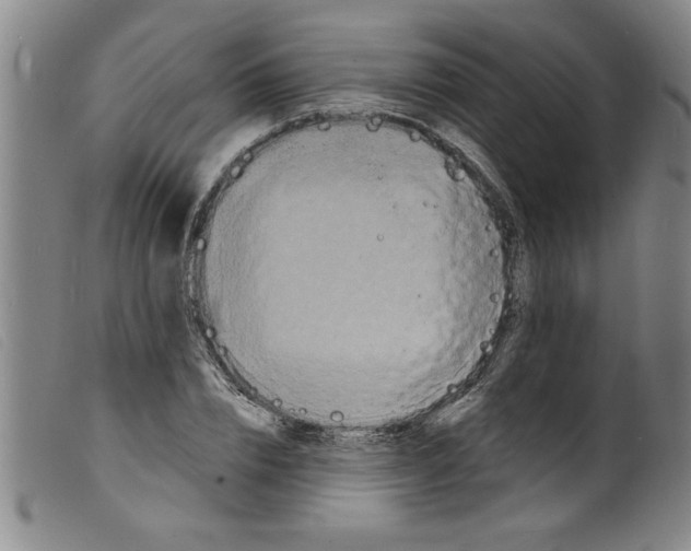 X0000098200832200805221539