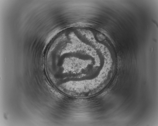 X0000098201075200805221536