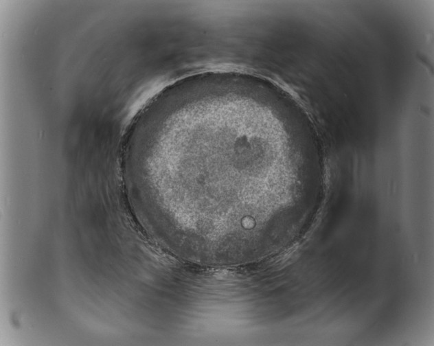 X0000098201263200805221533