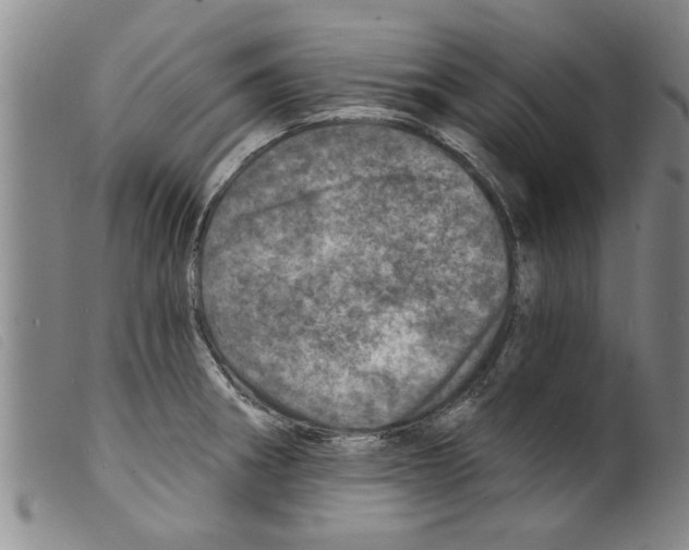 X0000098201282200805221533