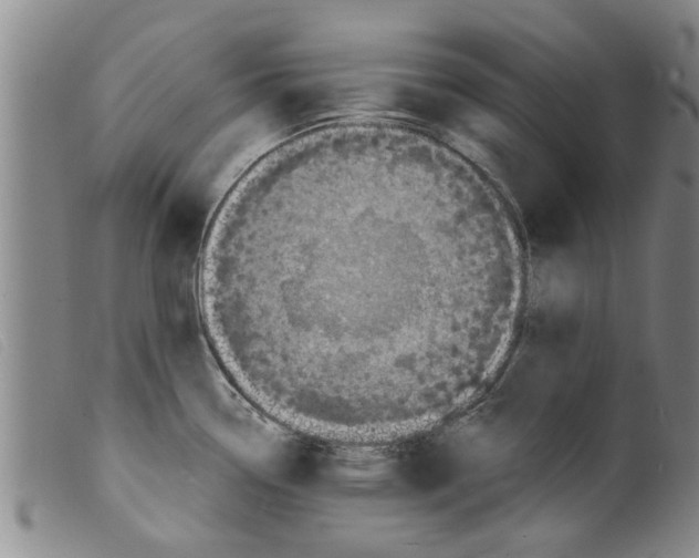 X0000098201338200805221532