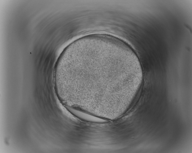 X0000098201526200805221529