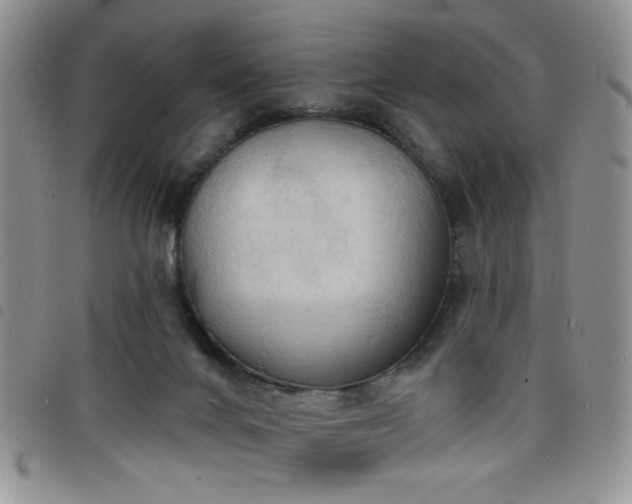 X0000098210024200804241331