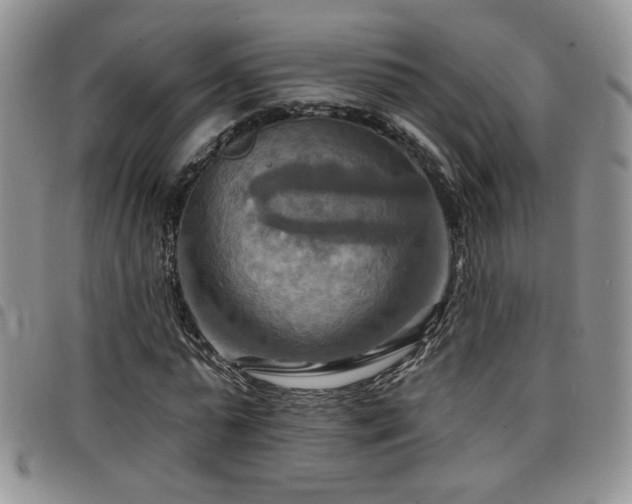 X0000098210775200804241320