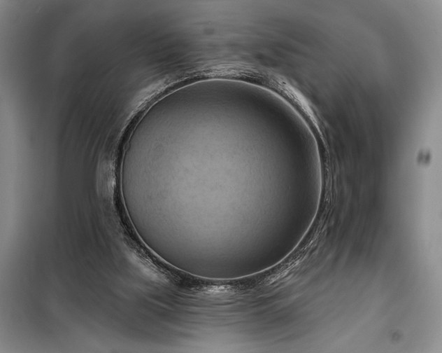 X0000098210059200805011220