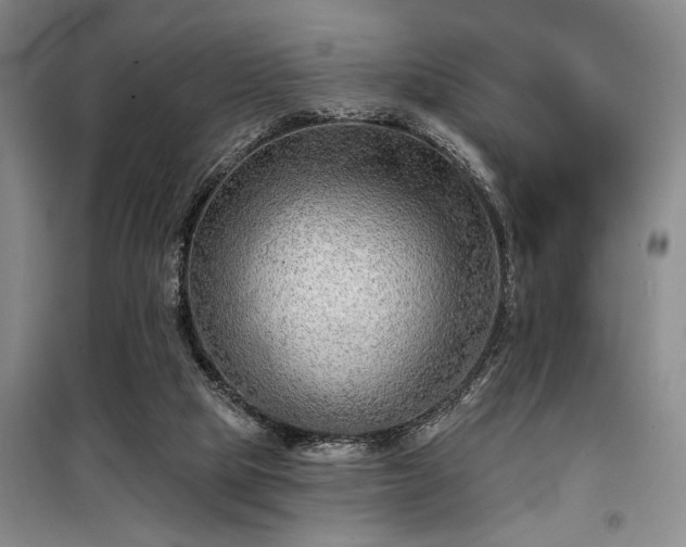 X0000098210065200805011220
