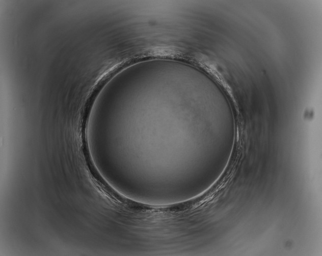 X0000098210249200805011217