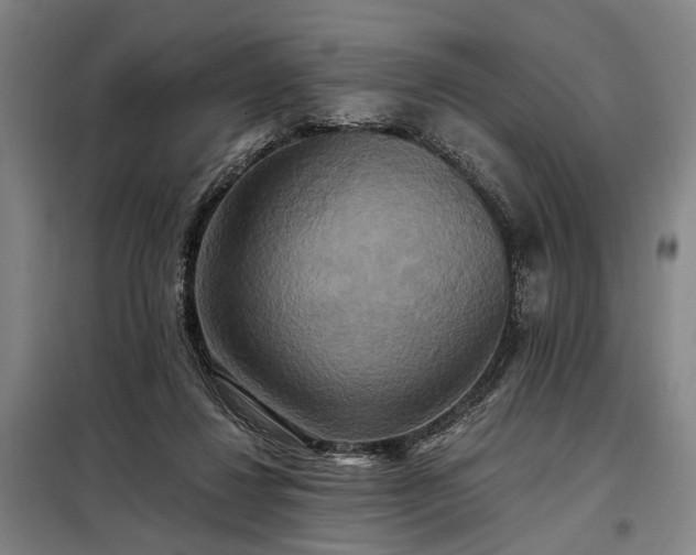 X0000098210260200805011217
