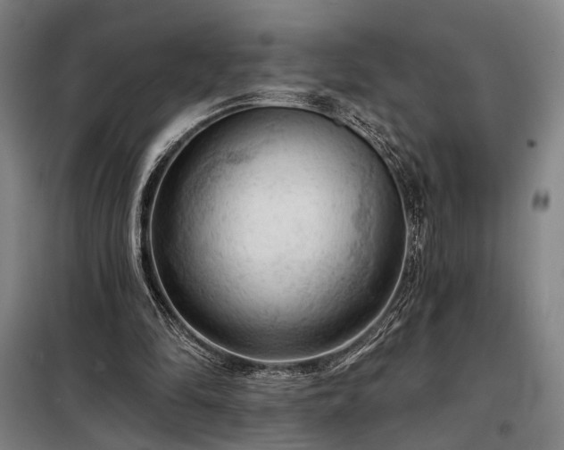 X0000098210294200805011217