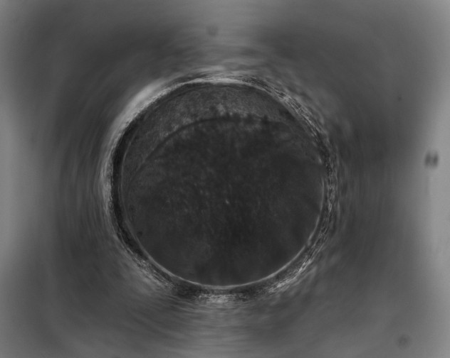 X0000098210295200805011217