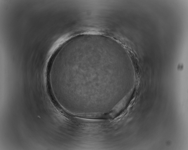 X0000098210296200805011217