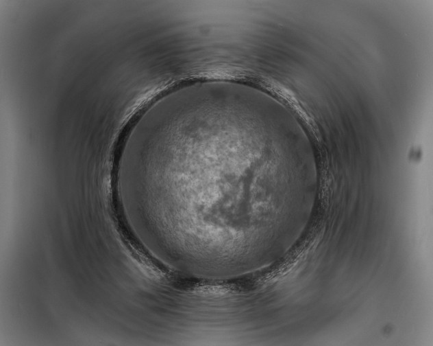X0000098210299200805011217