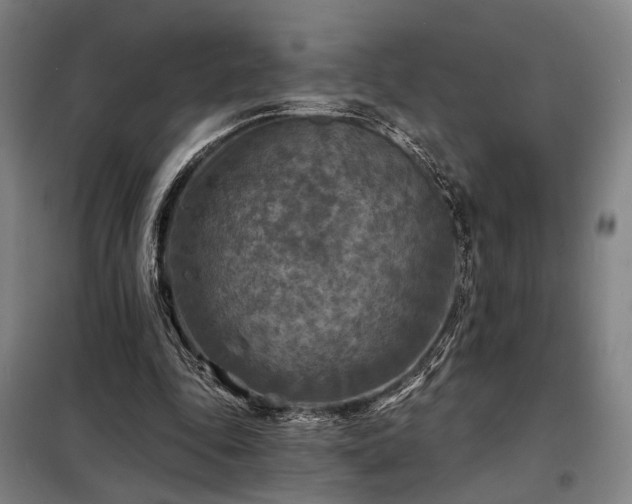 X0000098210343200805011216
