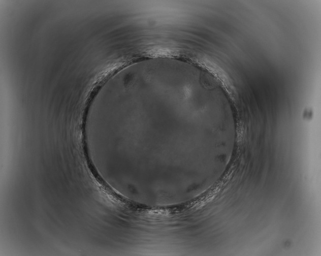 X0000098210353200805011216