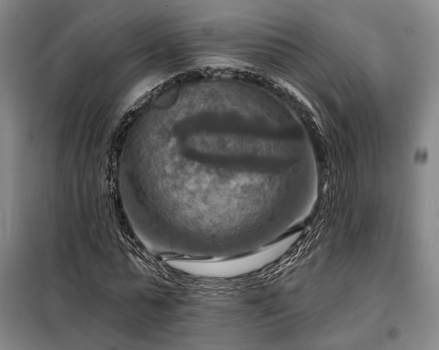 X0000098210775200805011210