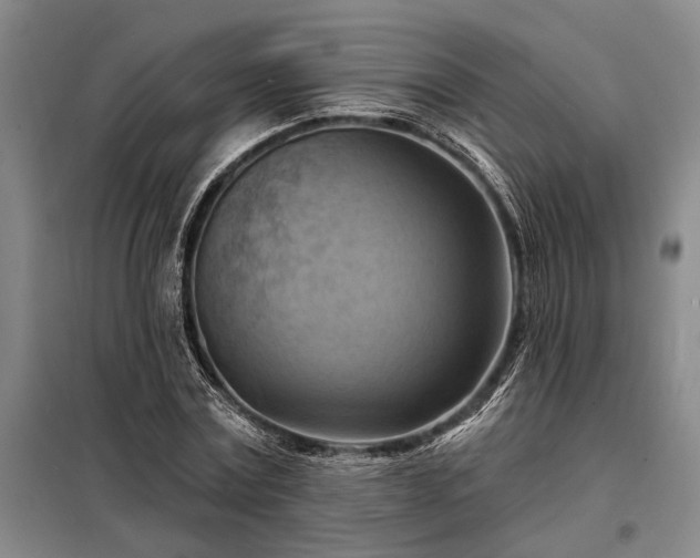 X0000098210779200805011210