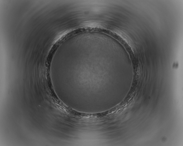 X0000098210823200805011208