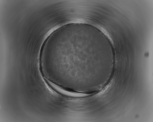 X0000098210845200805011209