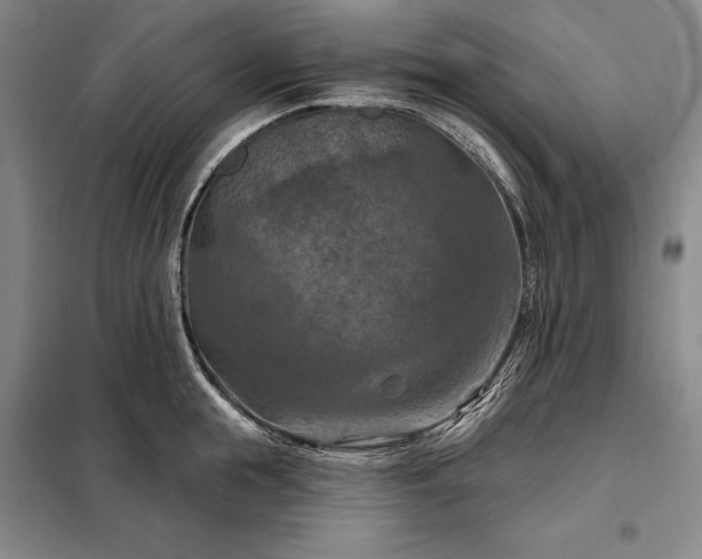 X0000098210855200805011209