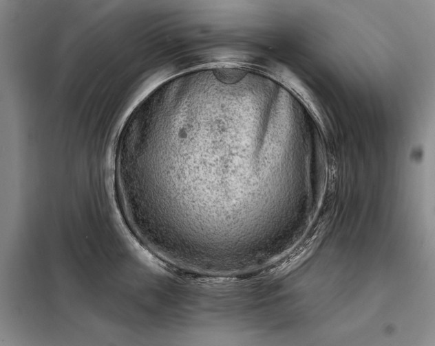 X0000098210859200805011209
