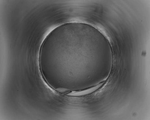 X0000098210863200805011209