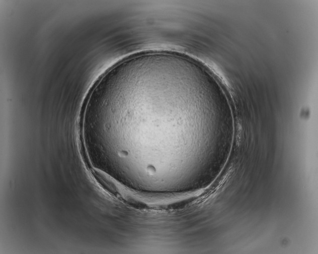 X0000098210895200805011208