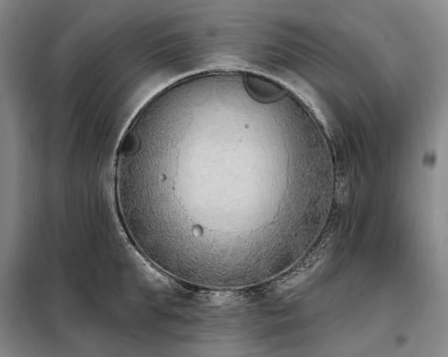 X0000098210903200805011208
