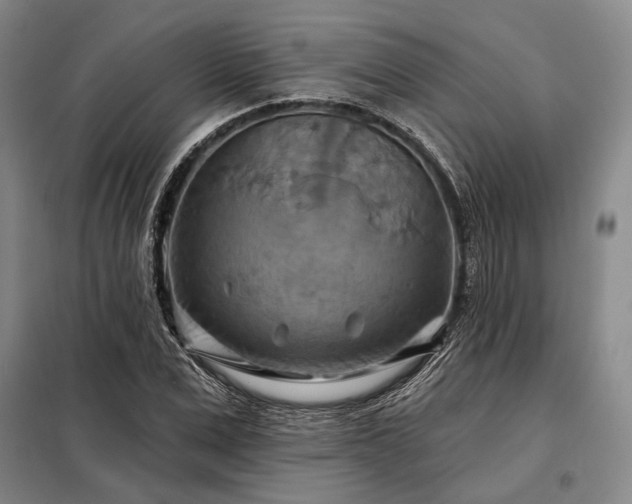 X0000098210975200805011207