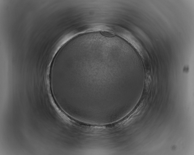 X0000098211055200805011206