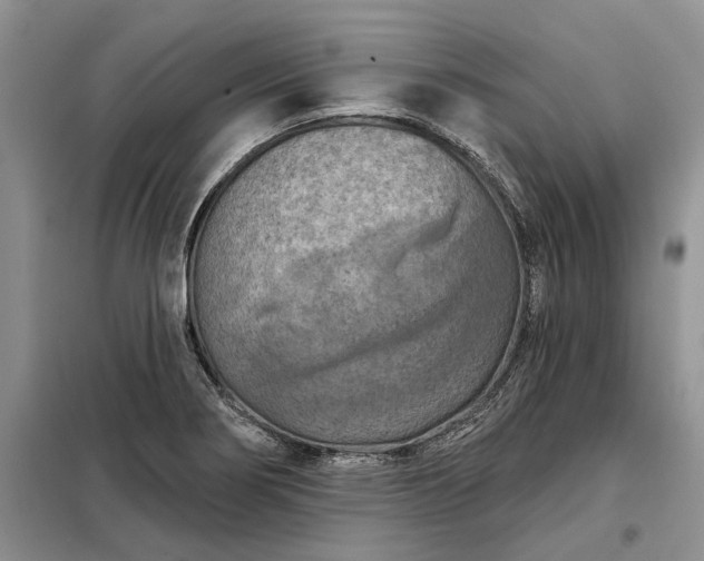 X0000098211274200805011202