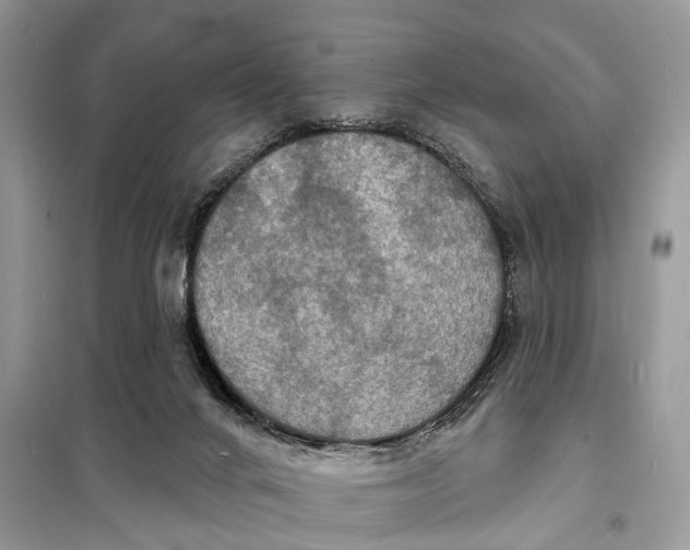 X0000098210024200805081145