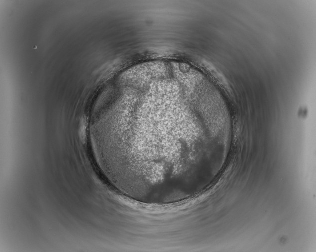 X0000098210026200805081145