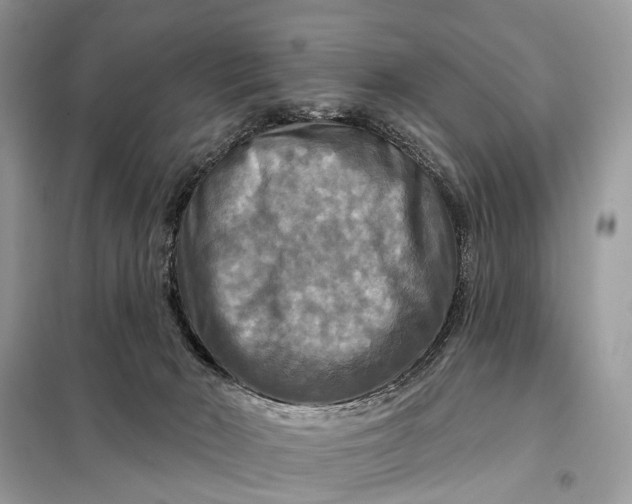 X0000098210030200805081145