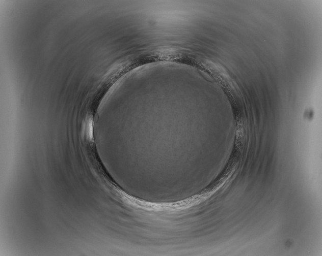 X0000098210046200805081145