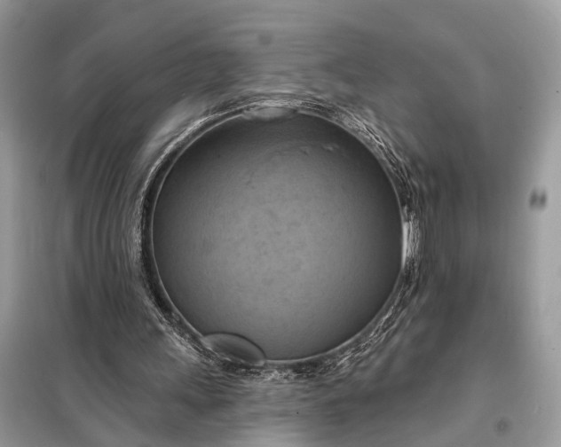 X0000098210243200805081141