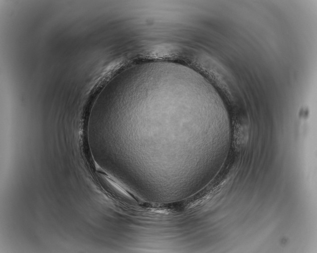 X0000098210260200805081141
