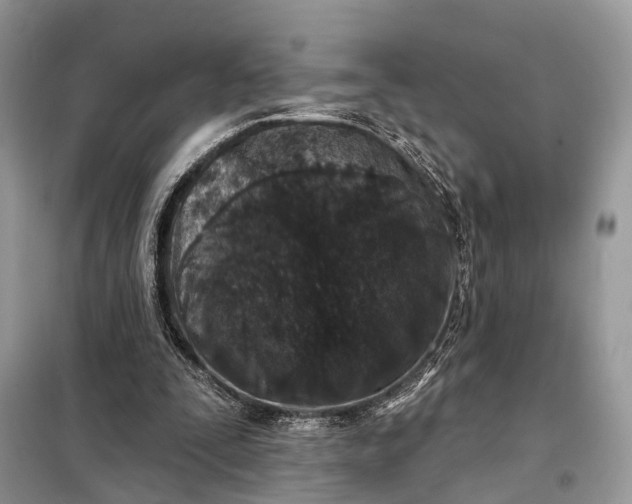 X0000098210295200805081141