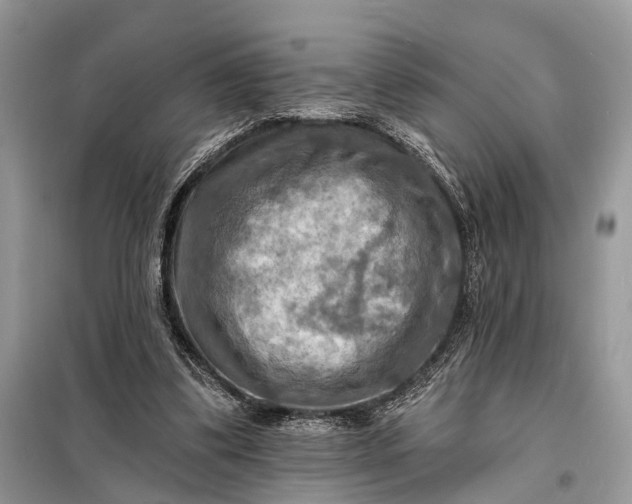 X0000098210299200805081141