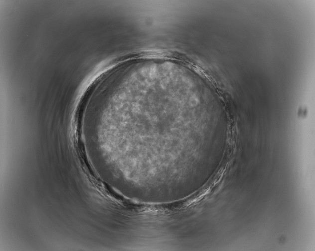X0000098210343200805081140
