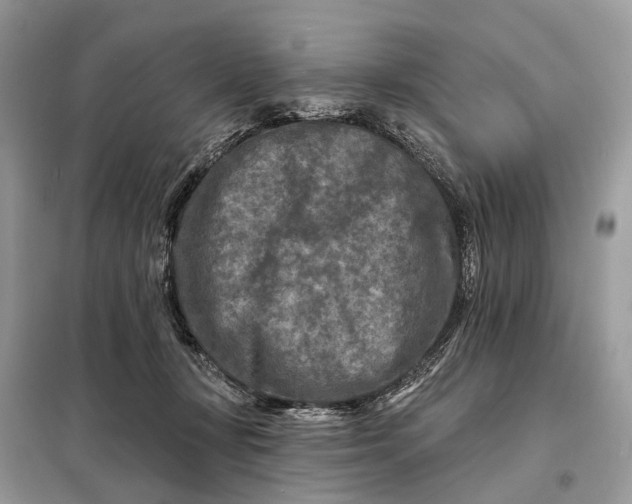 X0000098210367200805081140