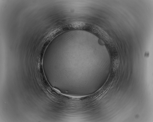X0000098210644200805081136