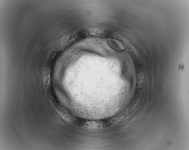 X0000098210703200805081135