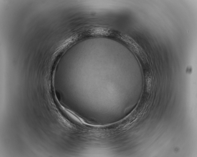 X0000098210729200805081134